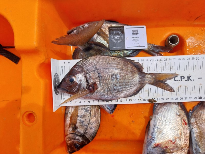 Fish Measure Picture