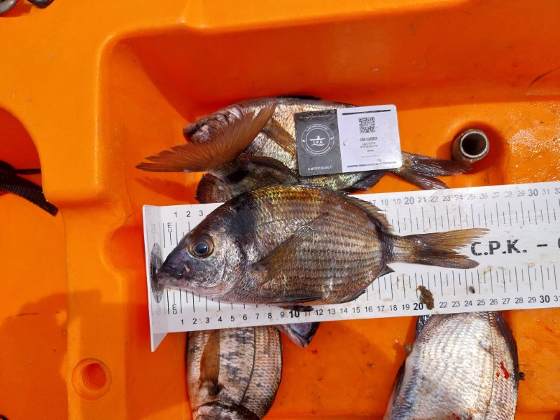 Fish Measure Picture