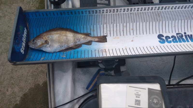 Fish Measure Picture