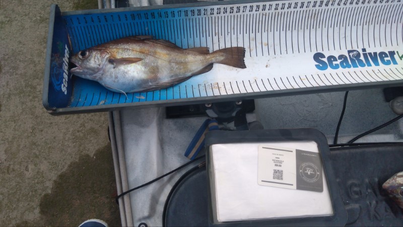 Fish Measure Picture