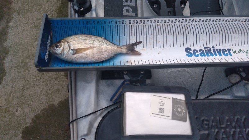 Fish Measure Picture
