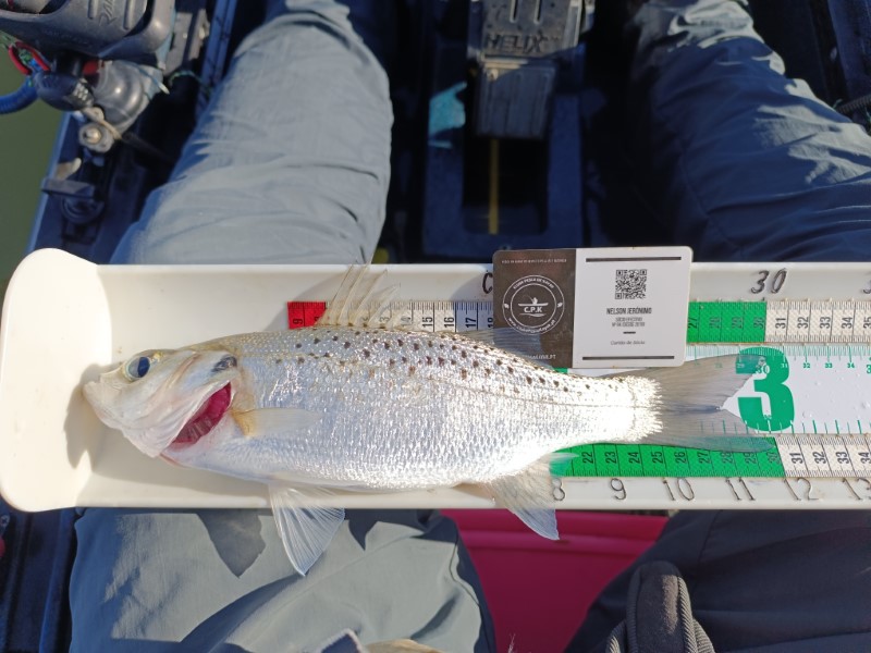 Fish Measure Picture