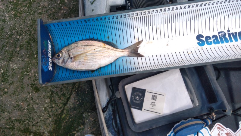 Fish Measure Picture