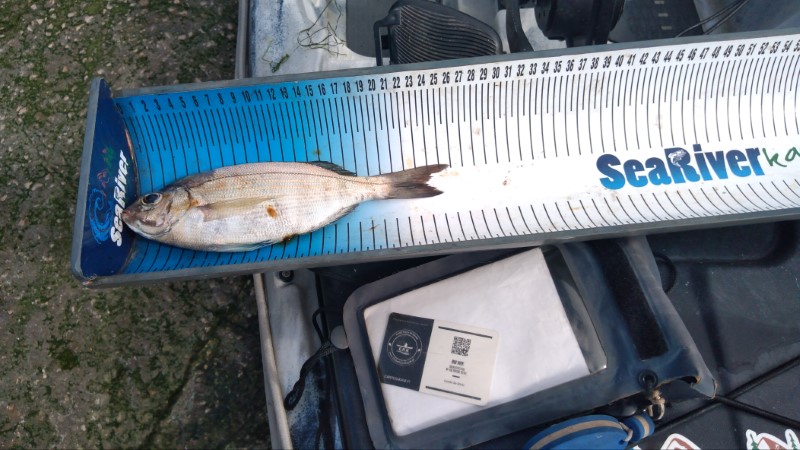 Fish Measure Picture
