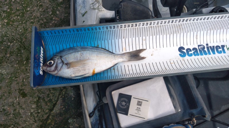 Fish Measure Picture