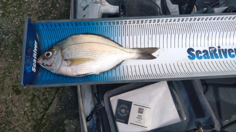 Fish Measure Picture