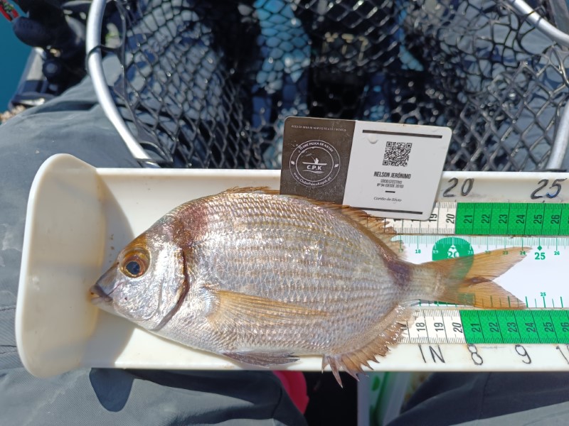 Fish Measure Picture