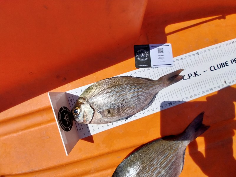 Fish Measure Picture