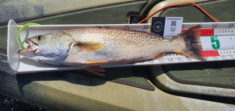 Fish Measure Picture