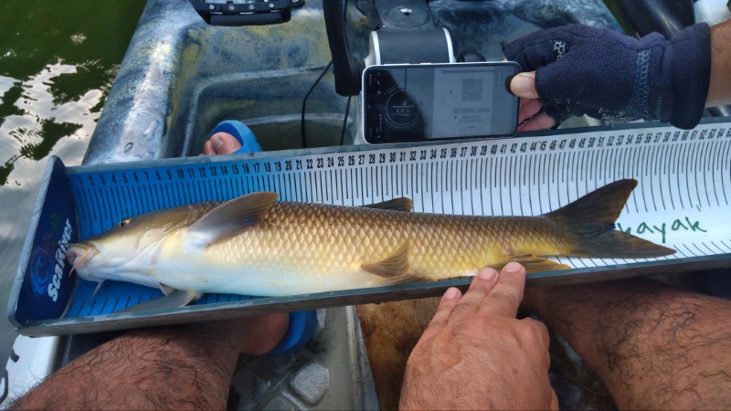 Fish Measure Picture