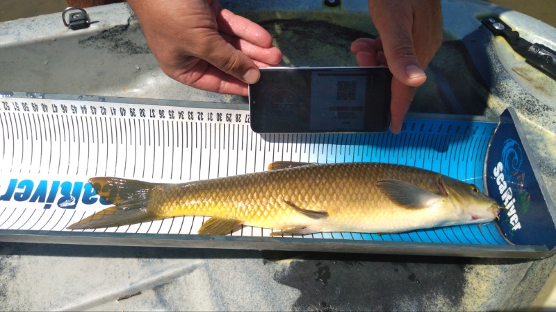 Fish Measure Picture
