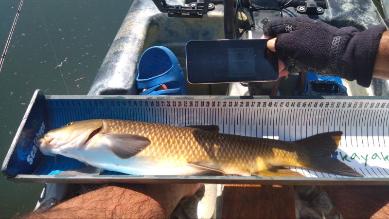 Fish Measure Picture