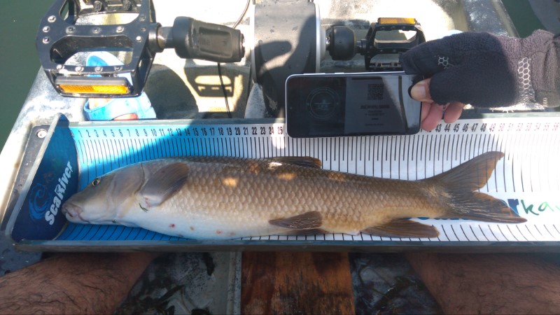 Fish Measure Picture