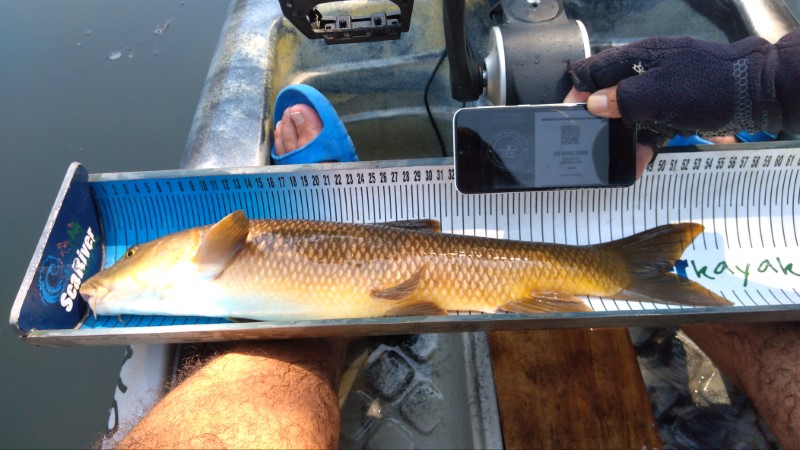 Fish Measure Picture