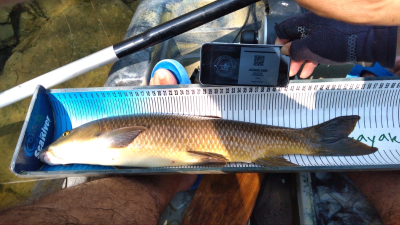 Fish Measure Picture