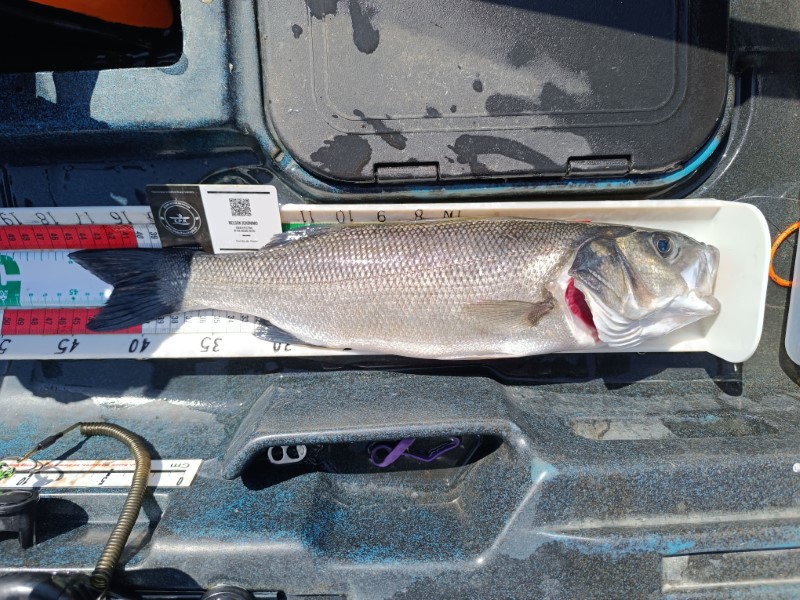 Fish Measure Picture