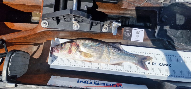 Fish Measure Picture