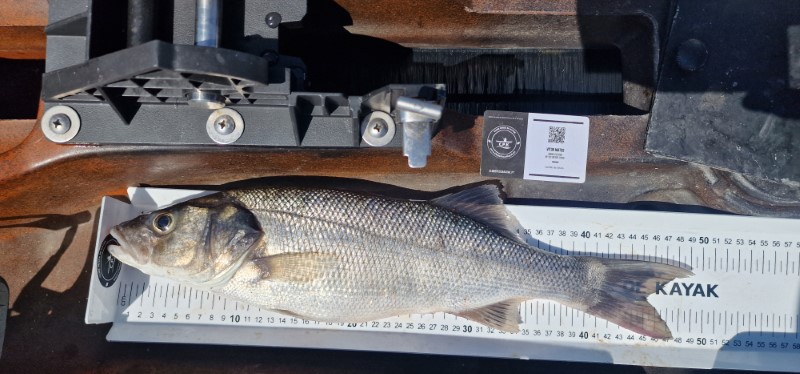 Fish Measure Picture