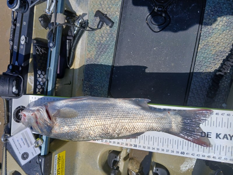 Fish Measure Picture