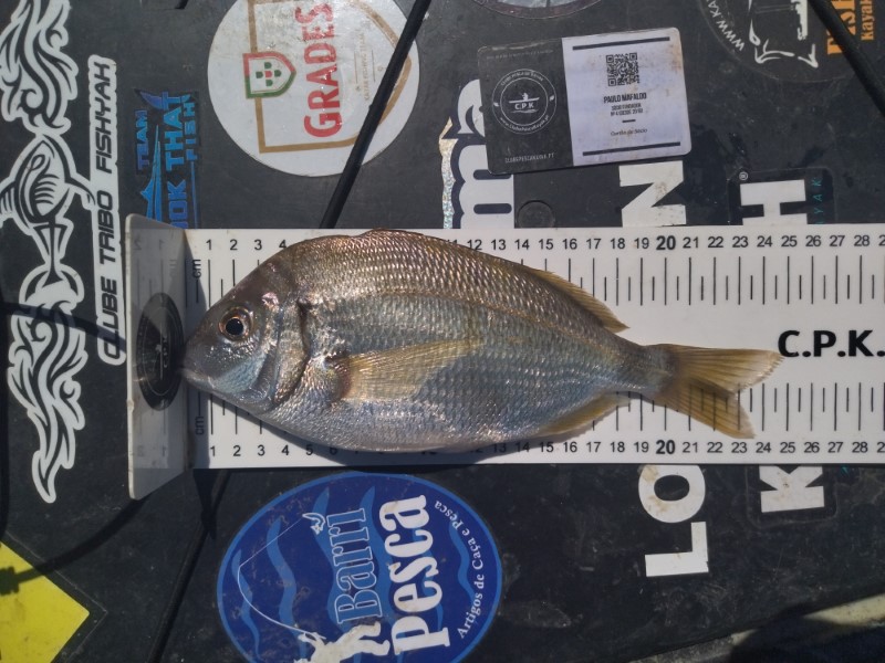Fish Measure Picture