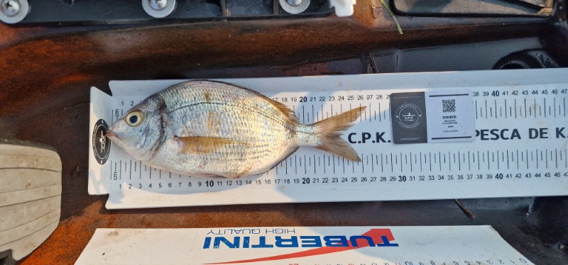 Fish Measure Picture