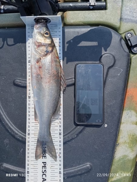 Fish Measure Picture