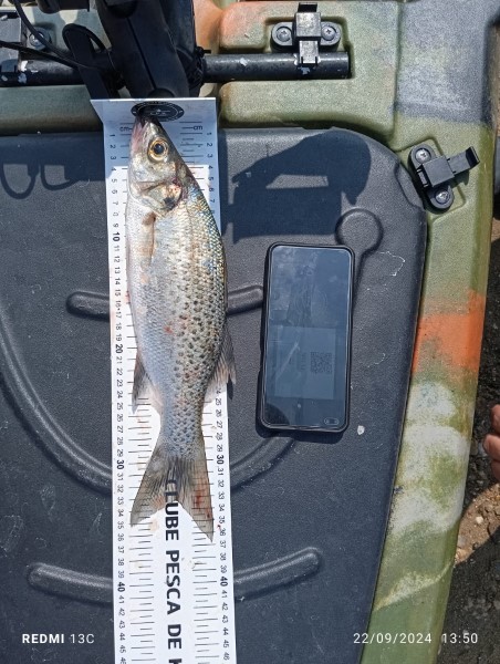 Fish Measure Picture