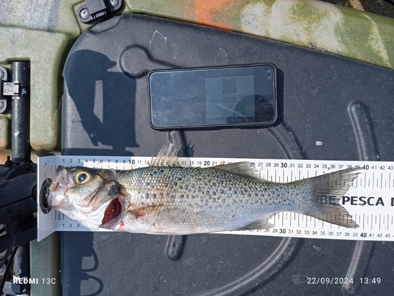 Fish Measure Picture