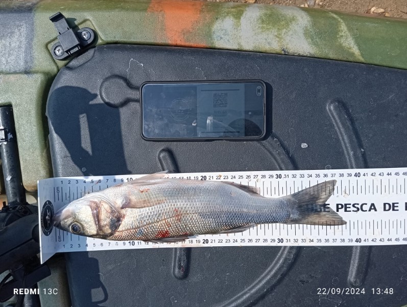 Fish Measure Picture