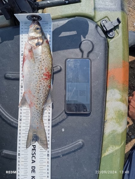 Fish Measure Picture