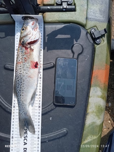 Fish Measure Picture