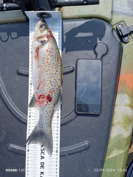 Fish Measure Picture