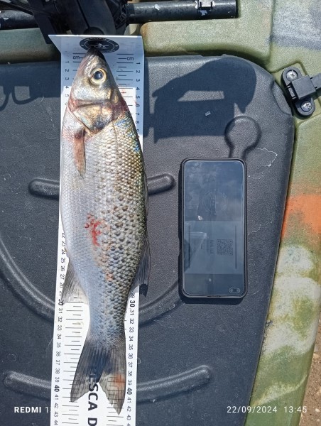 Fish Measure Picture