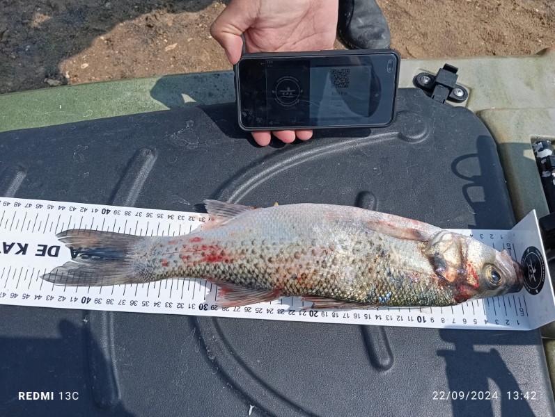 Fish Measure Picture