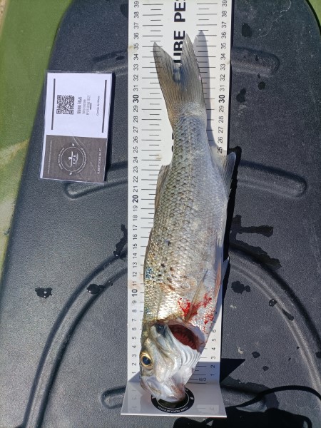 Fish Measure Picture