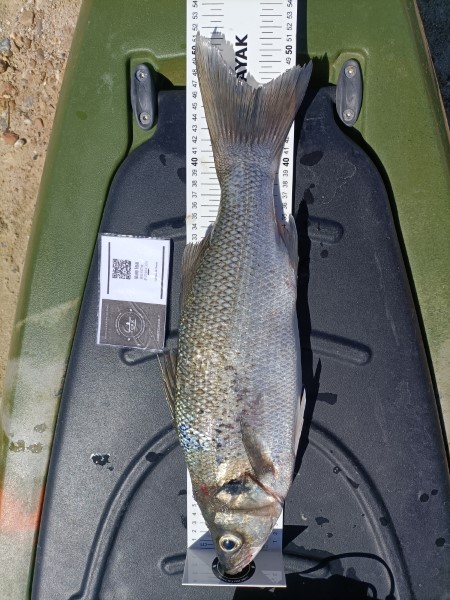 Fish Measure Picture