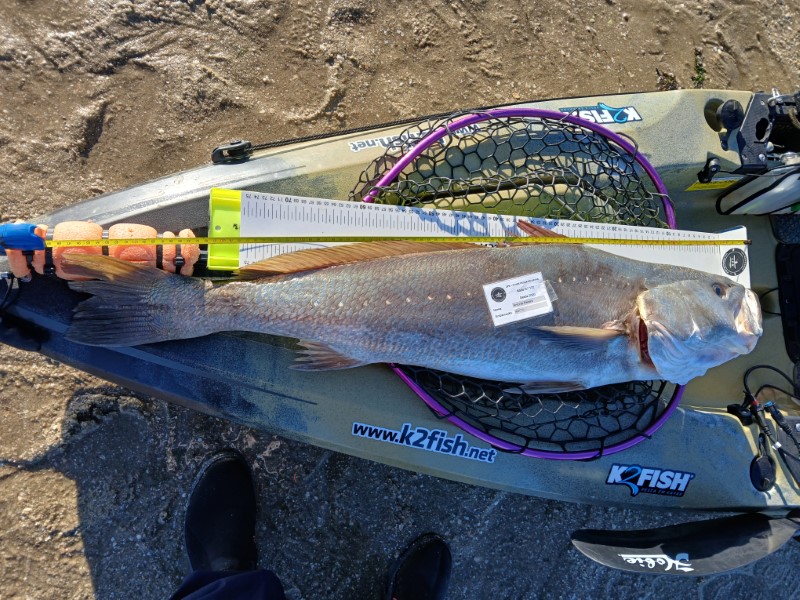 Fish Measure Picture