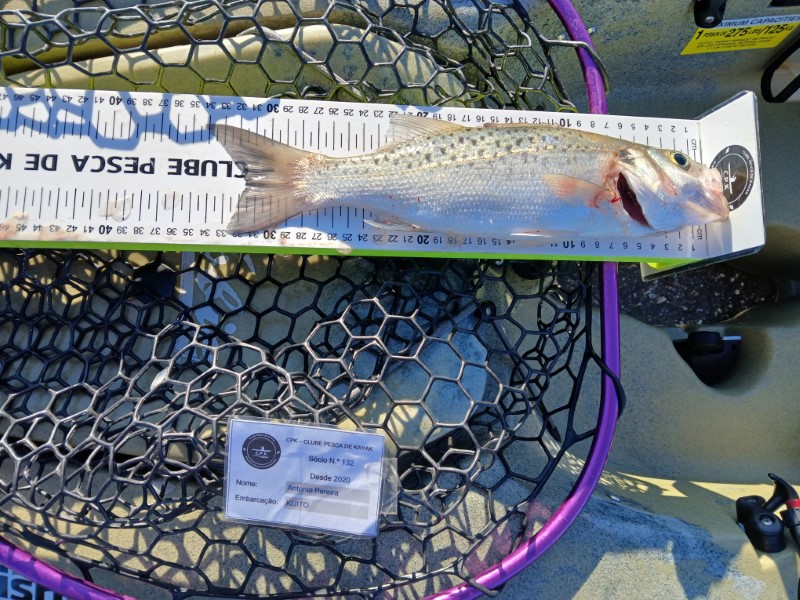 Fish Measure Picture