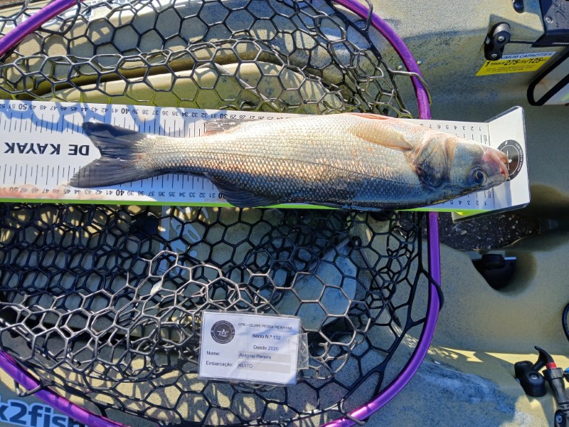 Fish Measure Picture