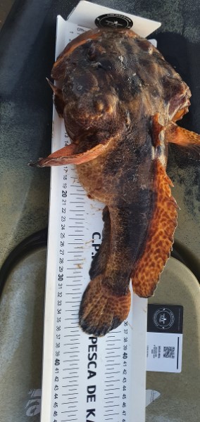 Fish Measure Picture