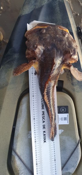 Fish Measure Picture
