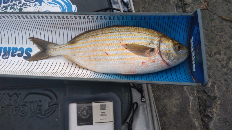 Fish Measure Picture