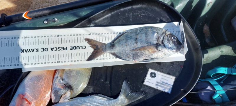 Fish Measure Picture