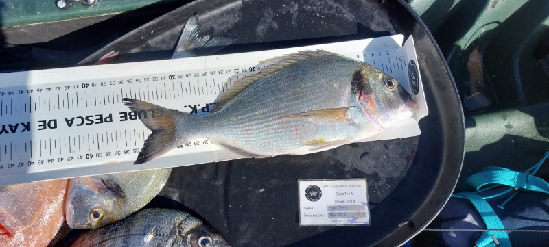 Fish Measure Picture