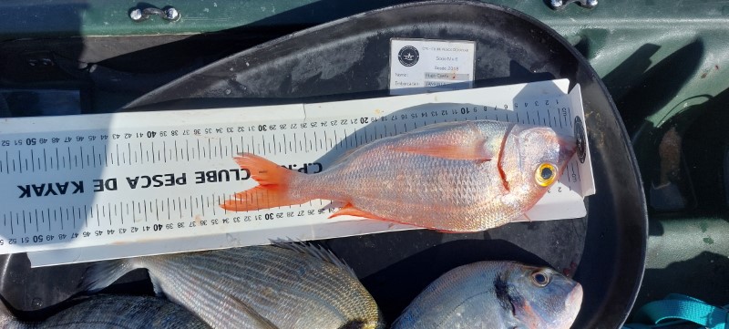 Fish Measure Picture