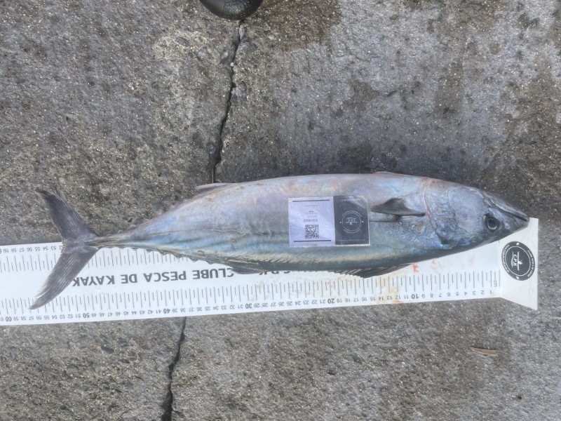 Fish Measure Picture