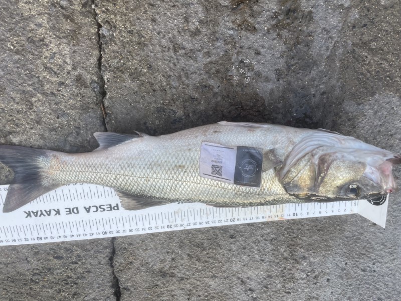 Fish Measure Picture