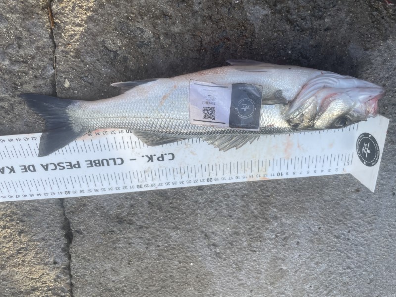 Fish Measure Picture