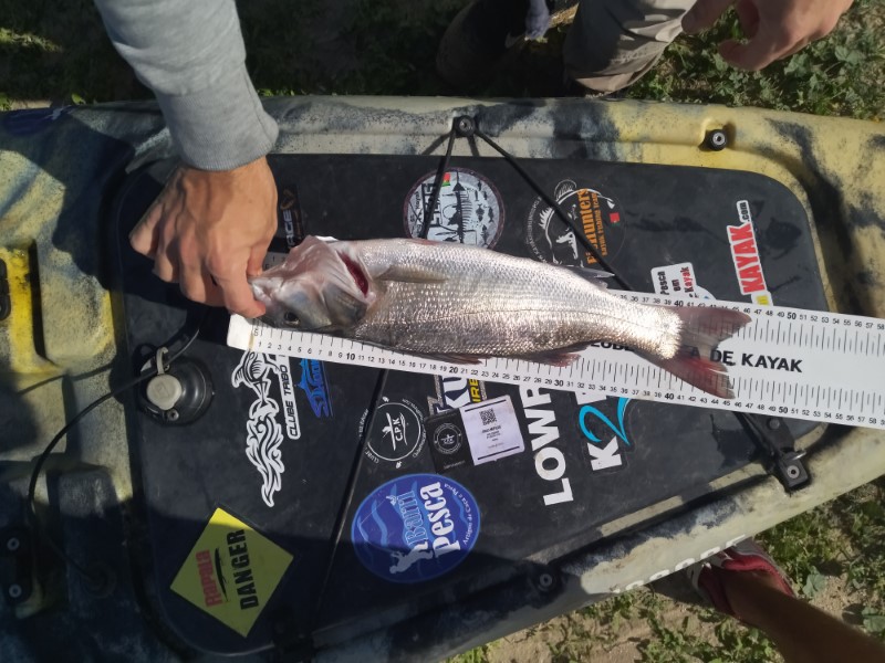 Fish Measure Picture