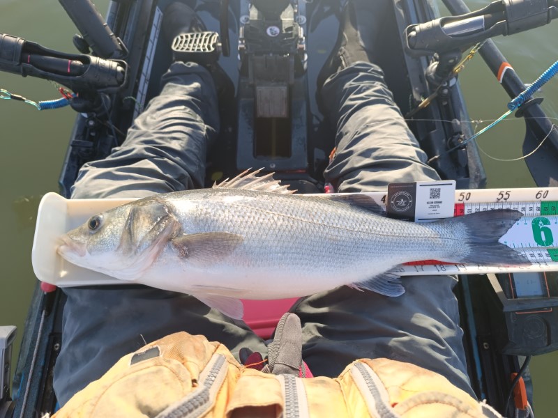 Fish Measure Picture
